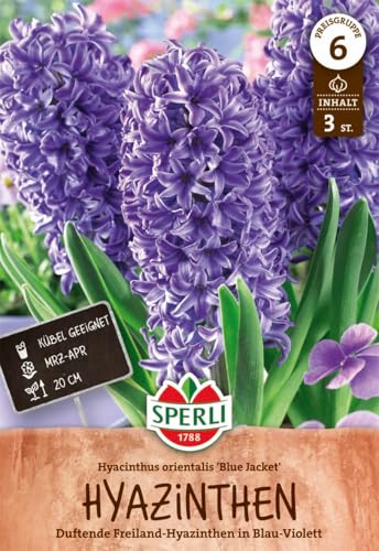 sperli-hyazinthe-blue-jacket-lilablaue-duft-hyazinthe-april-bl-te image 7