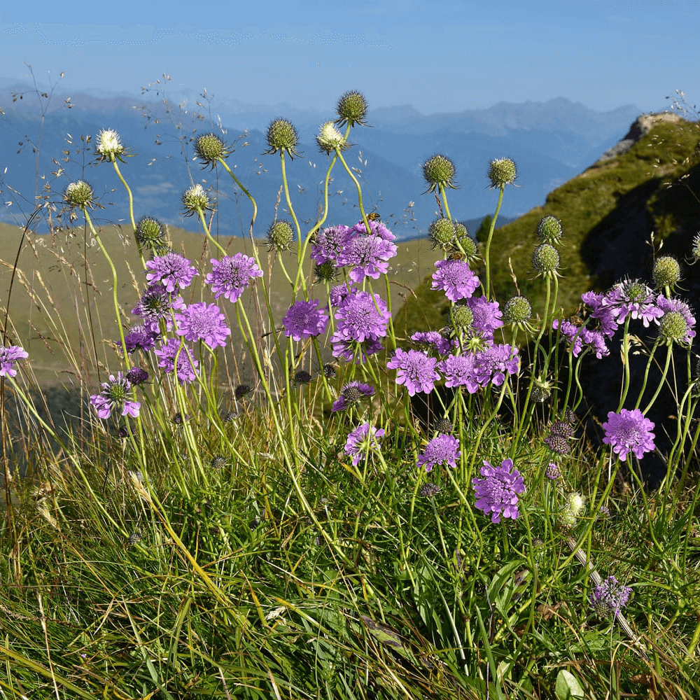 samen-maier-bio-glanz-skabiose-scabiosa-lucida-wildblume-im-topf image 1