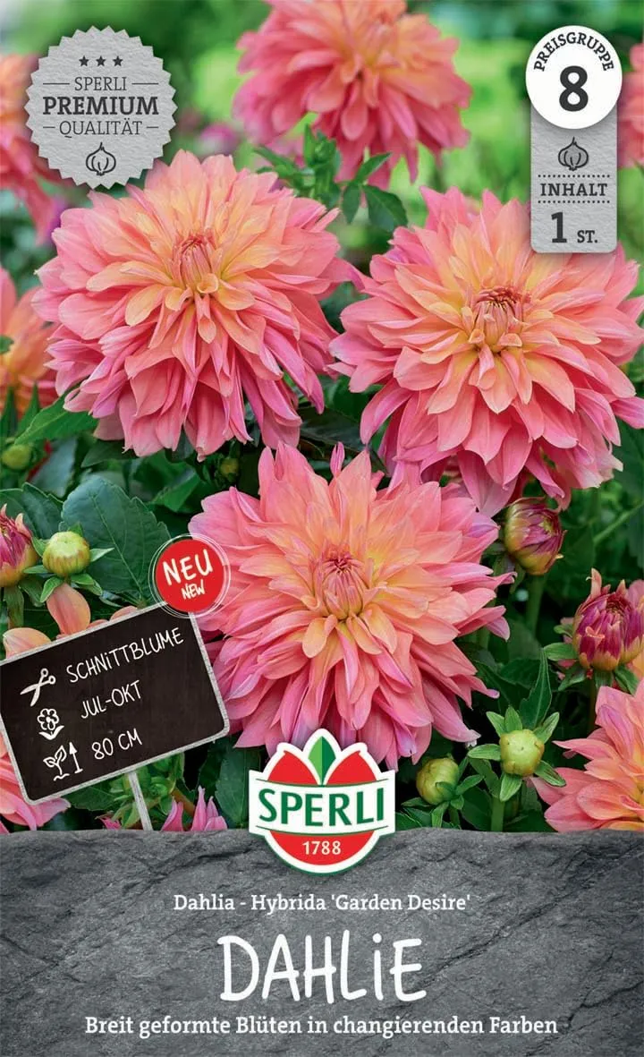 sperli-dekorative-dahlie-garden-desire-264920-lachsrosa-80-cm image 1