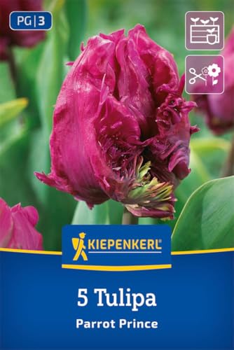 kiepenkerl-papagei-tulpe-parrot-prince-blumenzwiebeln-purpur-lila-35-cm image 8