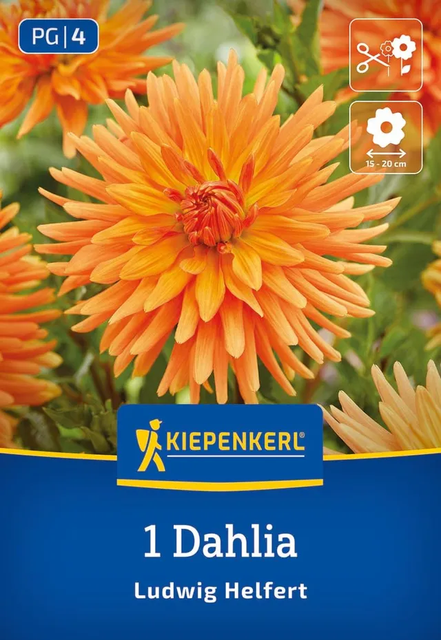 kiepenkerl-kaktus-dahlie-ludwig-helfert-blumenzwiebeln-orange-100-cm image 1