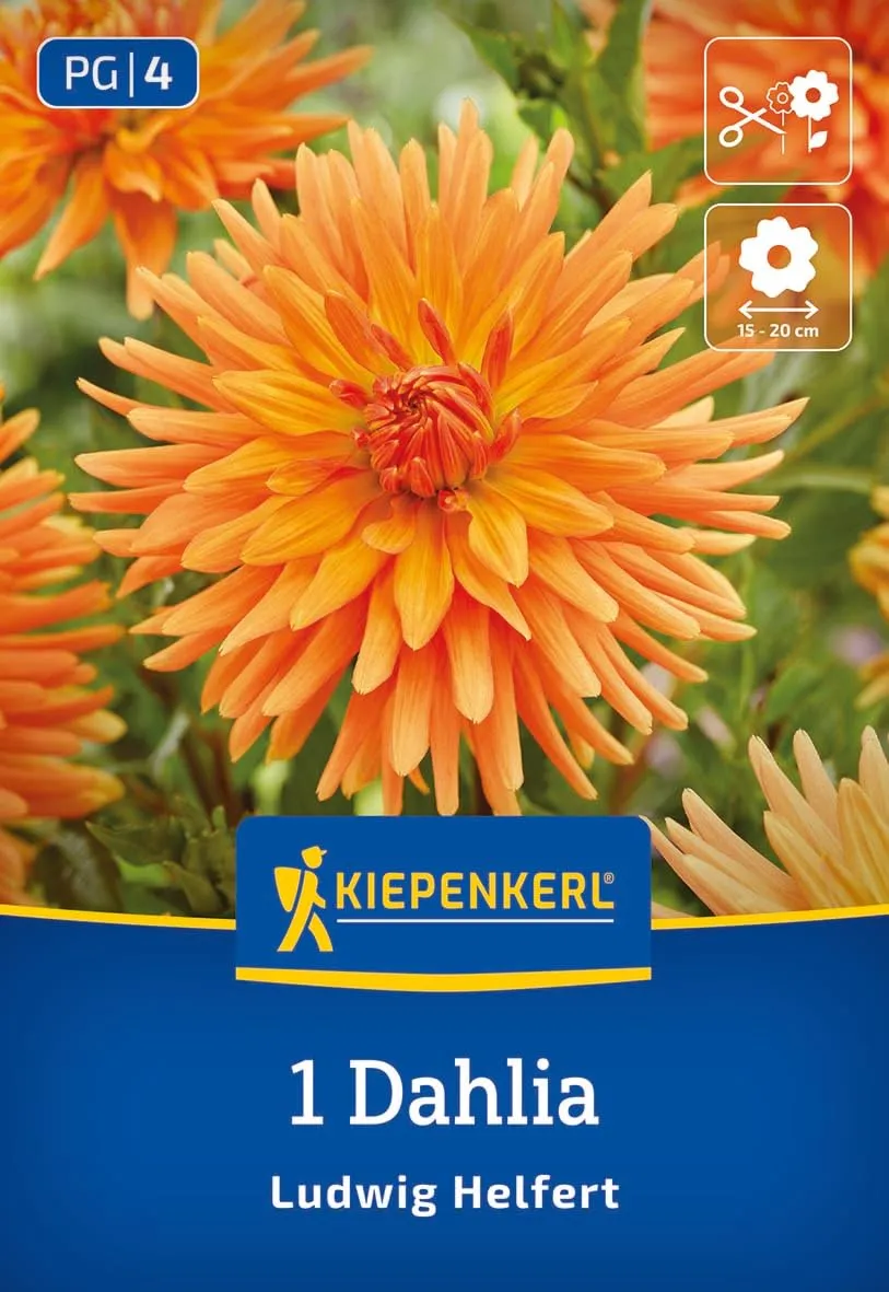 kiepenkerl-kaktus-dahlie-ludwig-helfert-blumenzwiebeln-orange-100-cm image 1