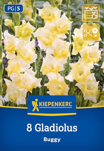 kiepenkerl-gladiole-buggy-blumenzwiebeln-wei-gelb-100-cm-schnittblume image 7