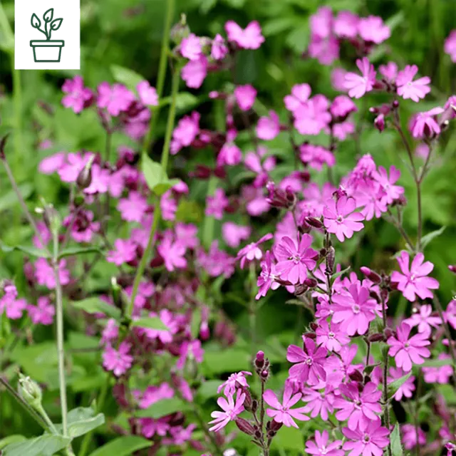 samen-maier-bio-rote-lichtnelke-silene-dioica-topfpflanze image 1
