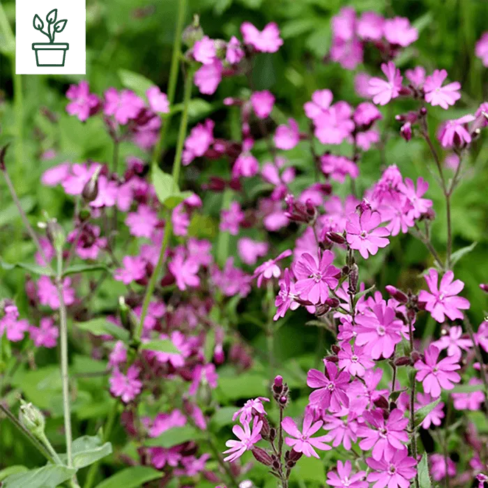 samen-maier-bio-rote-lichtnelke-silene-dioica-topfpflanze image 1