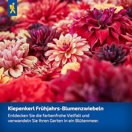 kiepenkerl-beet-k-bel-dahlie-go-go-black-3000013-blumenzwiebeln-dunkelrot-50-60- image 5