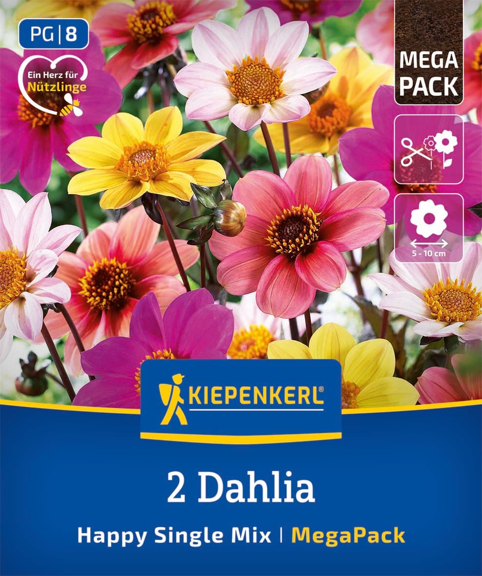 kiepenkerl-dahlien-happy-single-mix-dunkellaubig-mega-pack-blumenzwiebeln image 1