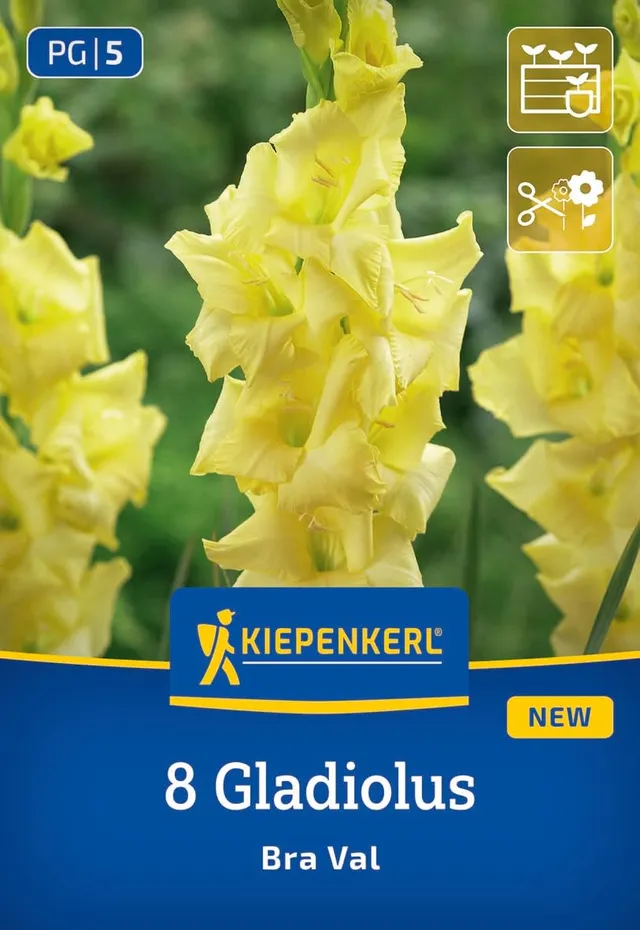 kiepenkerl-gladiole-bra-val-blumenzwiebeln-gelb-100-cm-schnittblume image 1