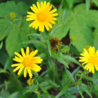 samen-maier-bio-ochsenauge-buphthalmum-salicifolium-topfpflanze image 4