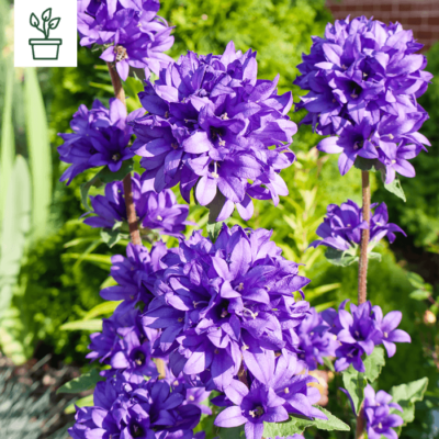 samen-maier-bio-kn-uel-glockenblume-dahurica-im-topf-campanula-glomerata image 4