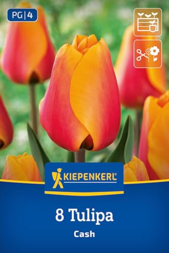 kiepenkerl-darwin-hybrid-tulpe-cash-tulpenzwiebeln-orange-rot-bis-60-cm image 7
