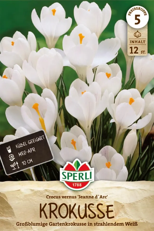 sperli-gartenkrokus-jeanne-d-arc-blumenzwiebeln-wei-gro-blumig-10-cm-m-rz-april image 1