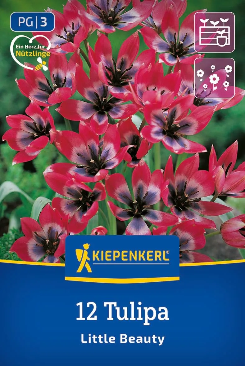 kiepenkerl-wildtulpe-little-beauty-blumenzwiebeln-rosa-mit-wei-violettem-herz image 1