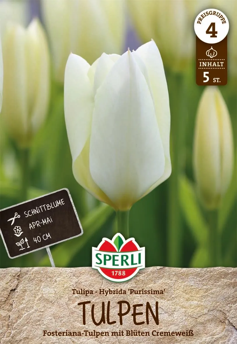 sperli-fosteriana-tulpe-purissima-451214-kaisertulpe-creme-wei-40-cm image 1