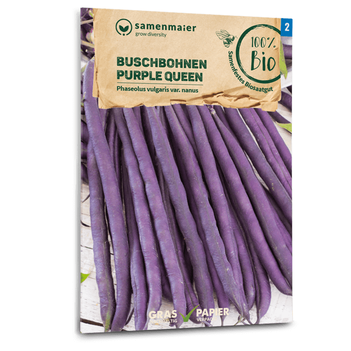 samen-maier-bio-buschbohnen-purple-queen-saatgut image 1