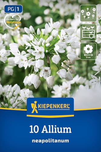 kiepenkerl-zierlauch-allium-neapolitanum-2700014-blumenzwiebeln image 7