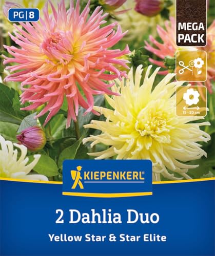 kiepenkerl-dahlien-duo-yellow-star-star-elite-3825008-blumenzwiebeln-gelb-lachsr image 7