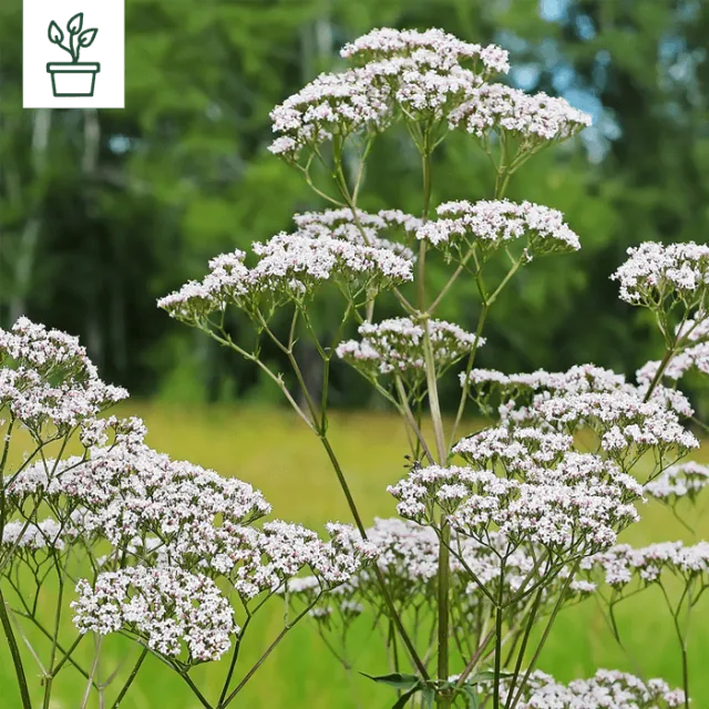 samen-maier-bio-arznei-baldrian-topf-valeriana-officinalis image 1