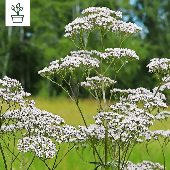 samen-maier-bio-arznei-baldrian-topf-valeriana-officinalis image 1