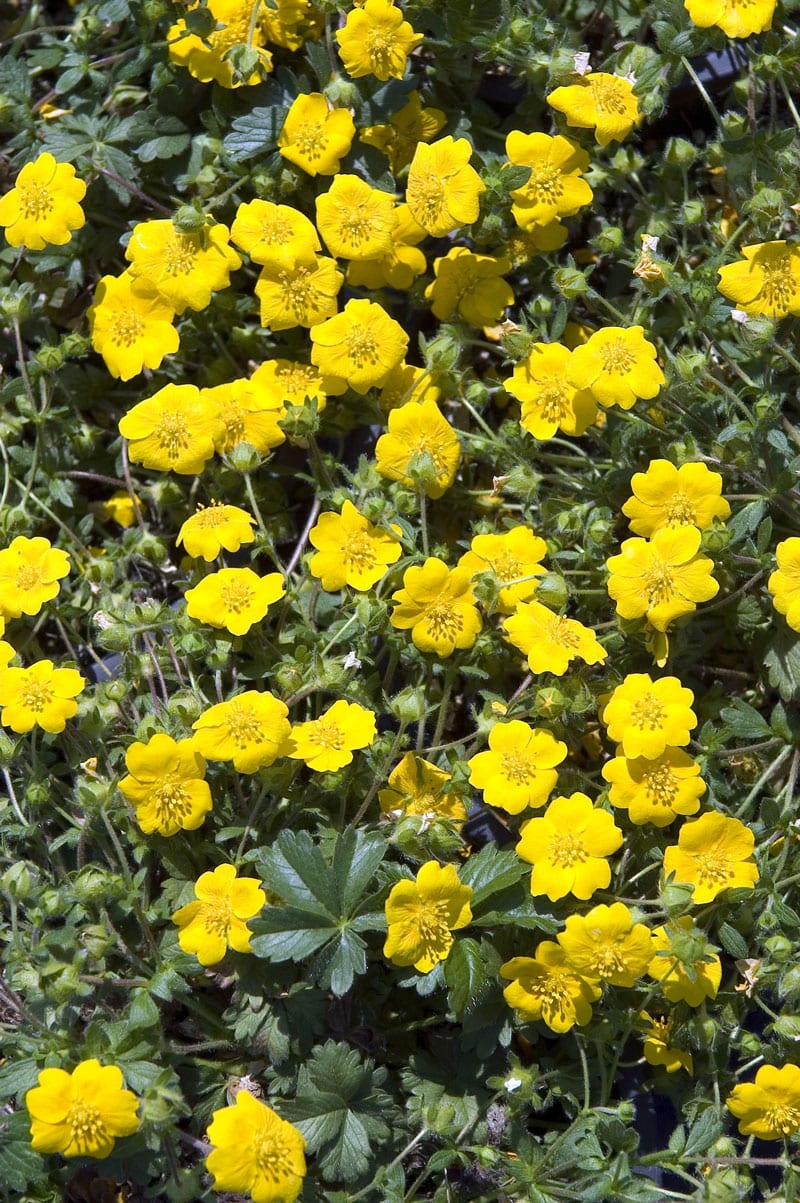 samen-maier-bio-fr-hlings-fingerkraut-potentilla-neumanniana-im-topf image 2