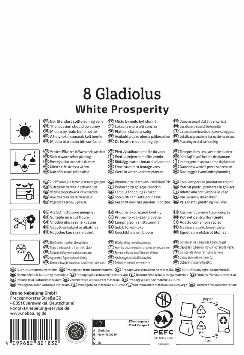 kiepenkerl-gro-blumige-gladiole-white-prosperity-wei-e-gladiolenzwiebeln-mit-lil image 2