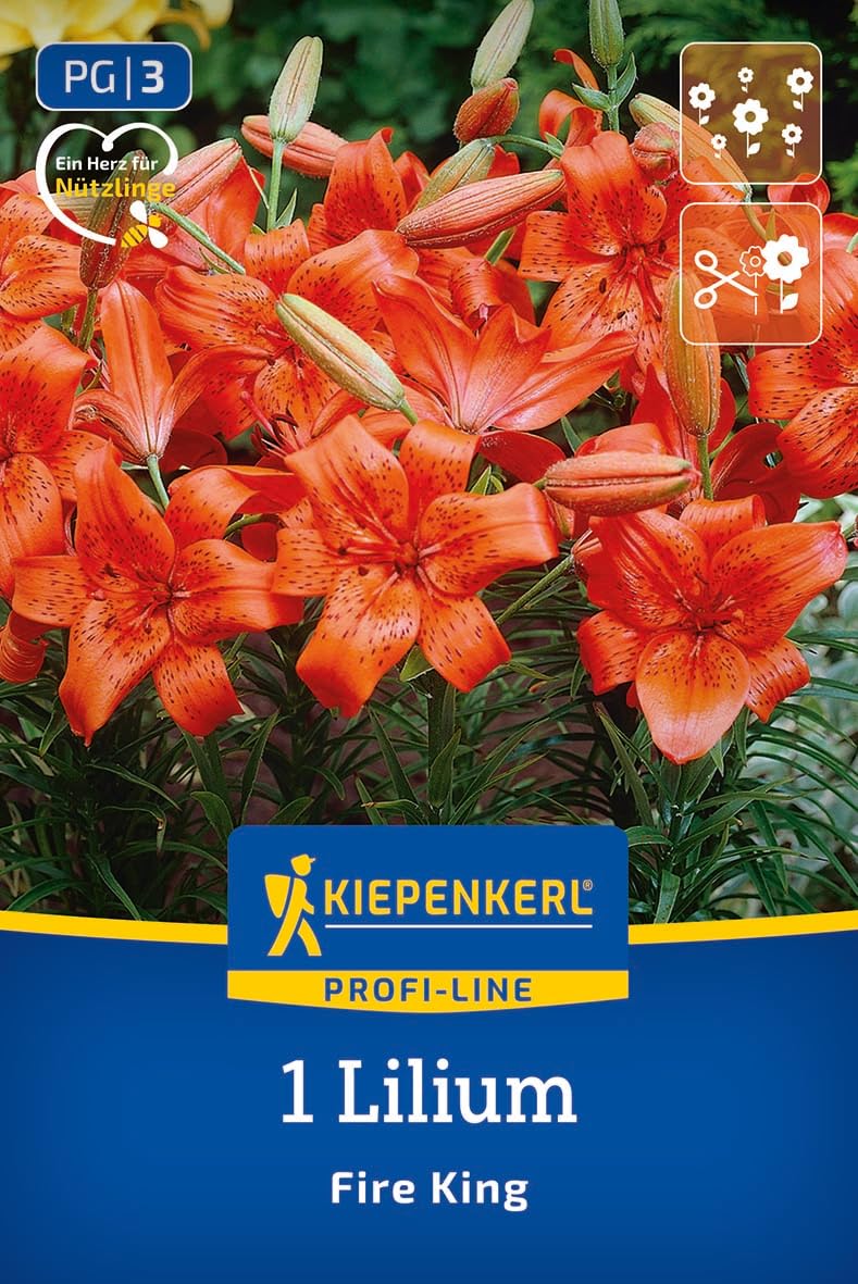 kiepenkerl-profi-line-asiatische-lilie-fire-king-lilienzwiebeln-orangerot-120-cm image 1