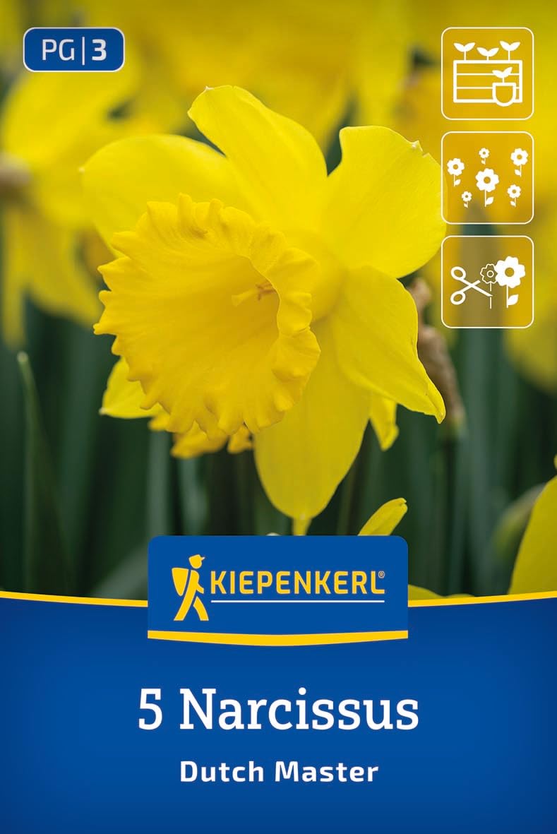 kiepenkerl-trompeten-narzisse-dutch-master-2450006-goldgelb-40-cm image 1