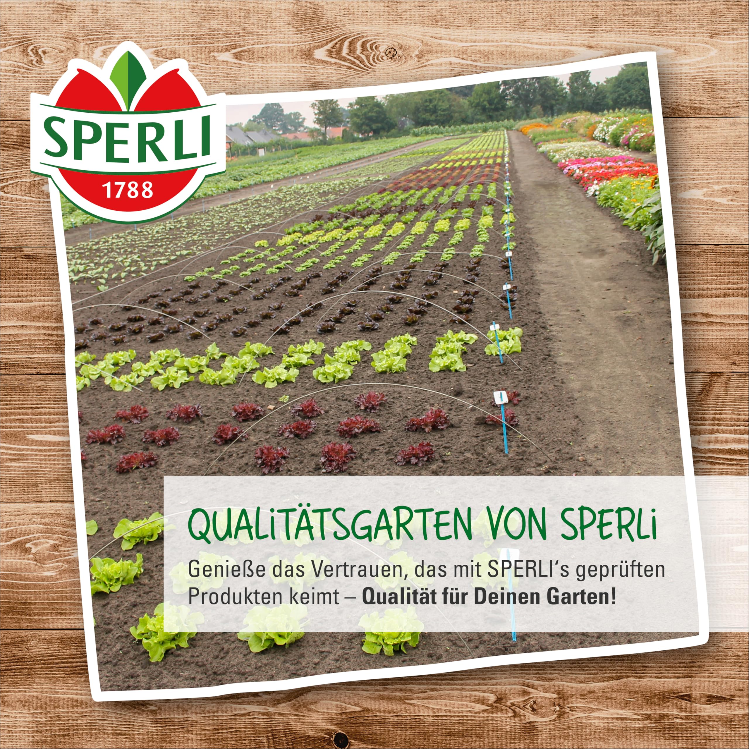 sperli-brunnenkressesamen-sperli-s-froschk-nig-kr-utersaat image 6