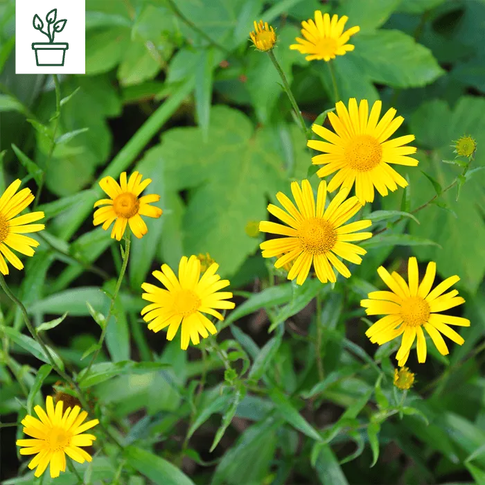samen-maier-bio-ochsenauge-buphthalmum-salicifolium-topfpflanze image 1