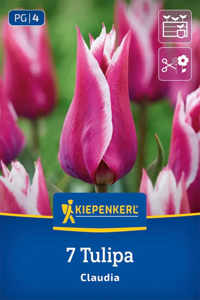 kiepenkerl-lilienbl-tige-tulpe-claudia-2000053-lila-wei-e-tulpenzwiebeln-50-cm image 1