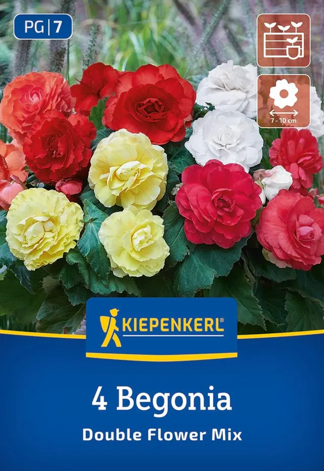 kiepenkerl-knollenbegonie-gef-llte-mischung-blumenzwiebeln-rot-pink-gelb-wei image 1