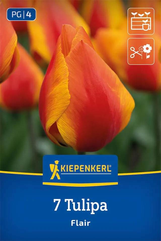 kiepenkerl-einfache-fr-he-tulpe-flair-blumenzwiebeln-rot-gelb-35-cm image 1