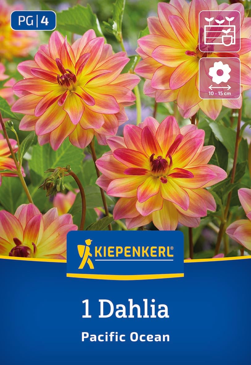 kiepenkerl-dekorative-dahlie-pacific-ocean-blumenzwiebeln image 1