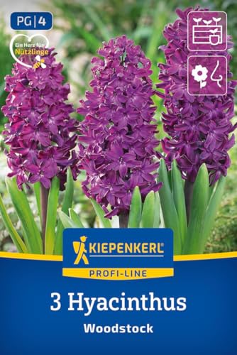 kiepenkerl-profi-line-hyazinthe-woodstock-blumenzwiebeln-purpurrot-duftend-25-cm image 8