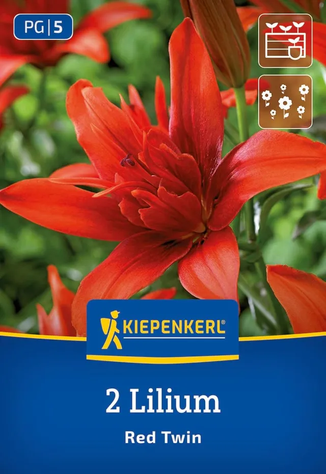 kiepenkerl-asiatische-lilie-red-twin-blumenzwiebeln image 1