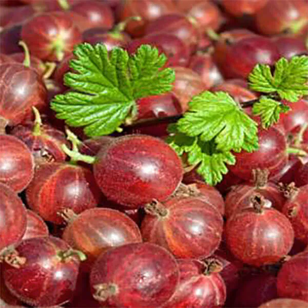samen-maier-bio-stachelbeere-hinnonm-ki-rot-strauch image 1