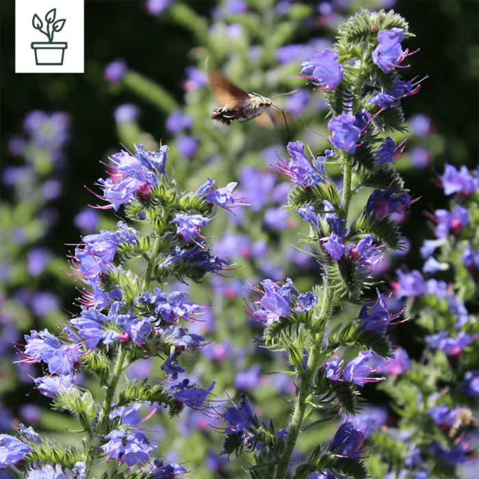 samen-maier-bio-gew-hnlicher-natternkopf-echium-vulgare-im-topf image 1