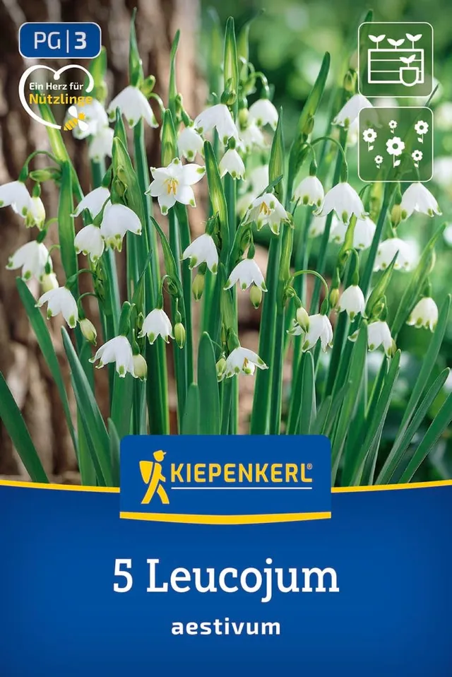 kiepenkerl-sommerknotenblume-leucojum-aestivum-2775021-wei-e-glockenbl-ten-f-r-h image 1