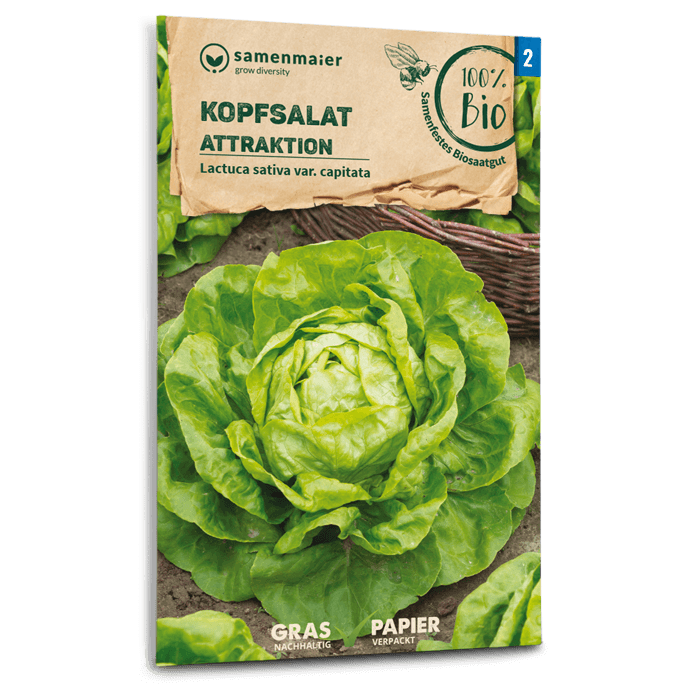 samen-maier-bio-kopfsalat-attraktion-gem-sesamen image 1