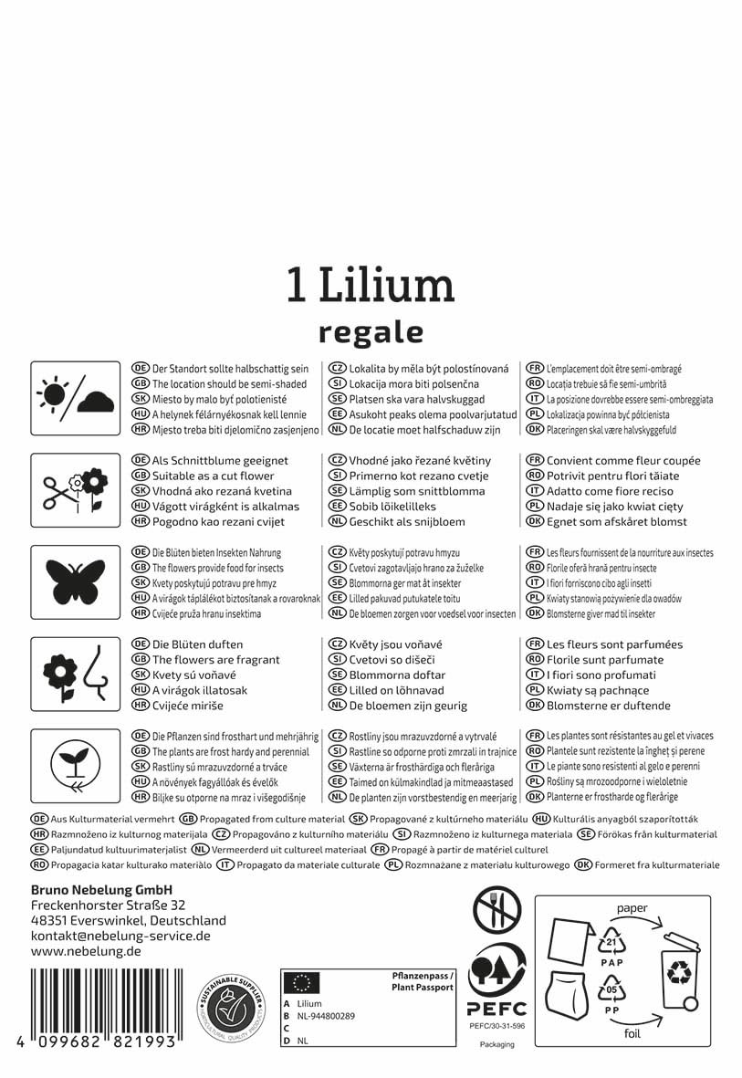 kiepenkerl-trompeten-lilie-lilium-regale-blumenzwiebeln image 2