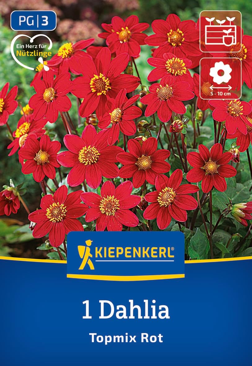 kiepenkerl-beet-topf-dahlie-topmix-rot-blumenzwiebeln image 1
