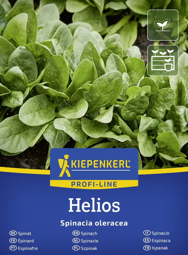 kiepenkerl-spinatsamen-helios-f1-gem-sesaat-schossfest-mehltauresistent image 1