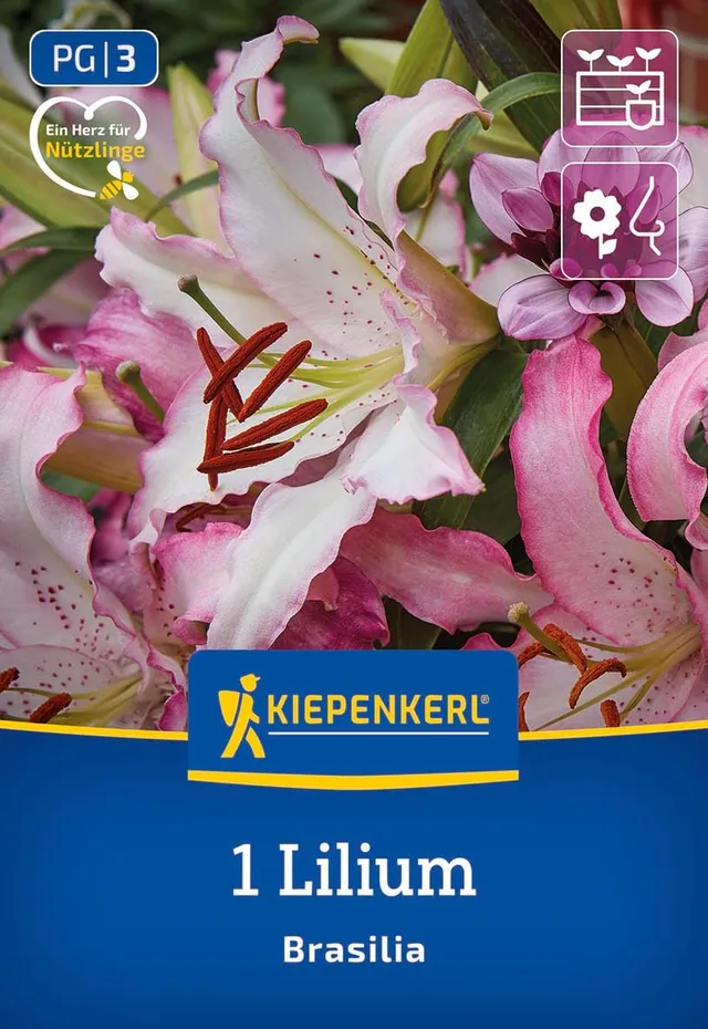 kiepenkerl-oriental-lilie-brasilia-blumenzwiebeln image 1