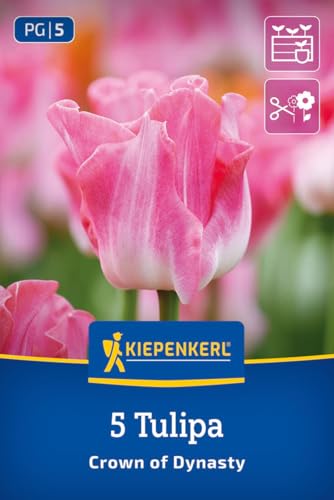 kiepenkerl-kronentulpe-crown-of-dynasty-blumenzwiebeln image 8