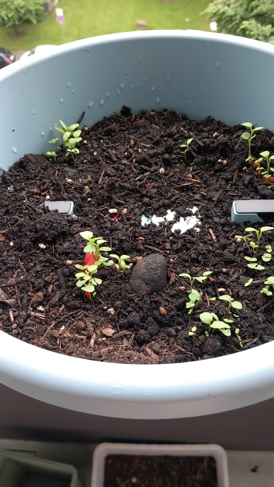 Bienenfreundlich trifft zu