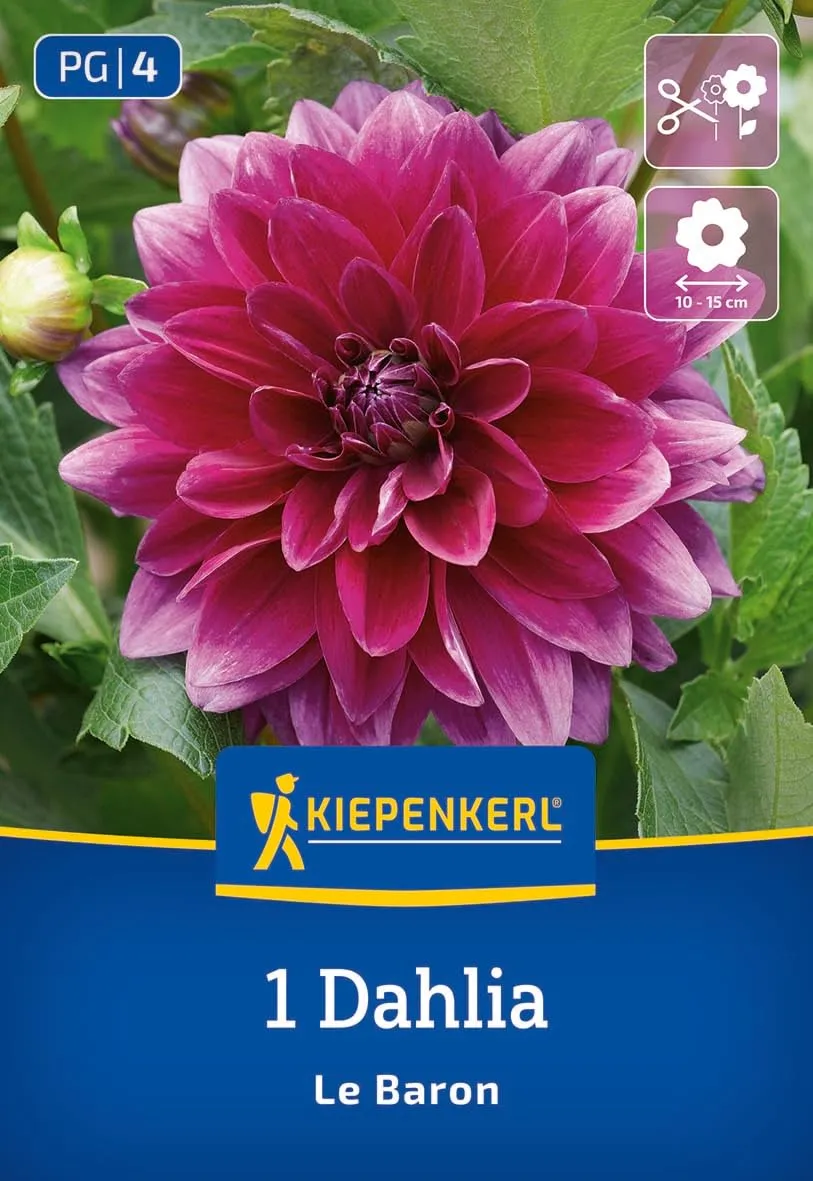 kiepenkerl-dekorative-dahlie-le-baron-3000015-blumenzwiebeln-purpurviolett-100-c image 1