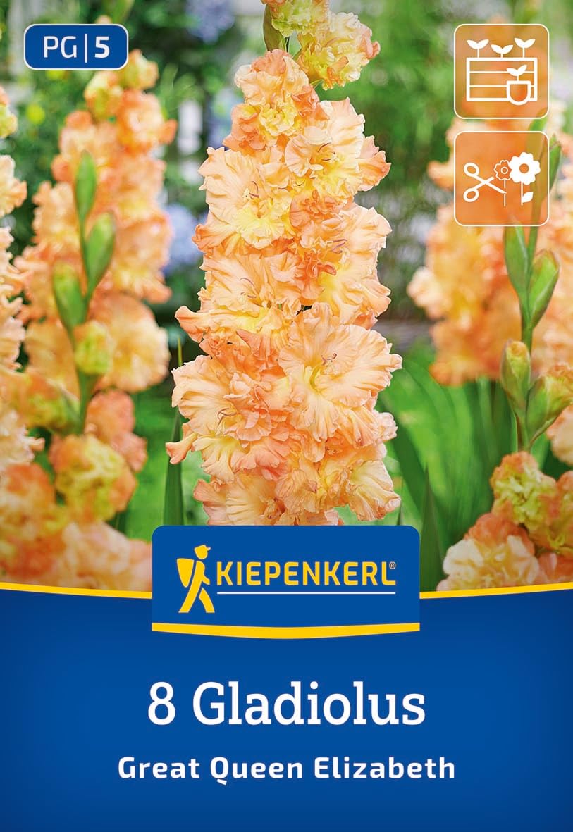 kiepenkerl-gladiole-the-great-queen-elisabeth-3400014-blumenzwiebeln-orange-10-c image 1