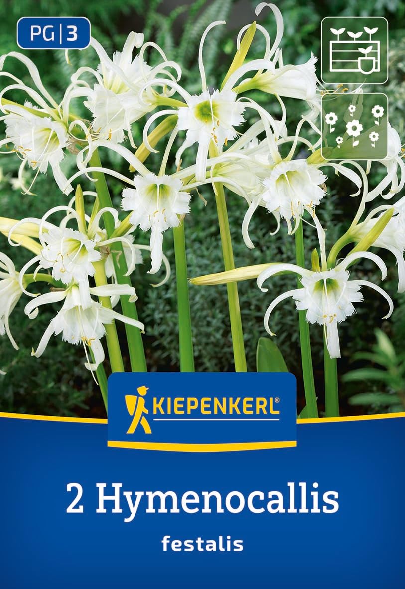 kiepenkerl-sch-nh-utchen-ismene-blumenzwiebeln-wei-duftend image 1