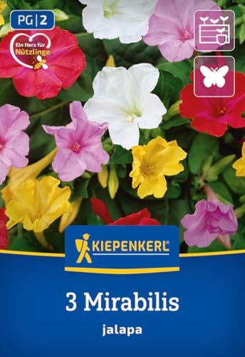 kiepenkerl-wunderblume-mirabilis-blumenzwiebeln-mehrj-hrig-abendbl-her image 7