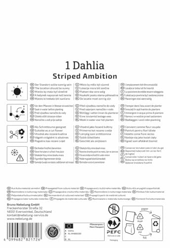 kiepenkerl-profi-line-splitt-dahlie-striped-ambition-3000083-gestreifte-dahlie image 8